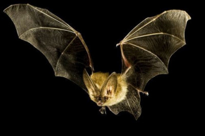 Сон вверх тормашками – почему летучим мышам так удобно?