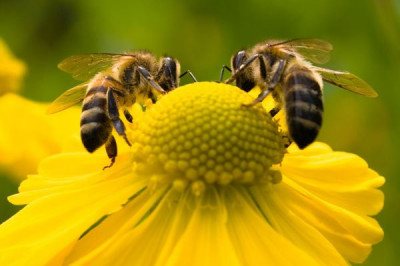 Какая роль пчел в мире?