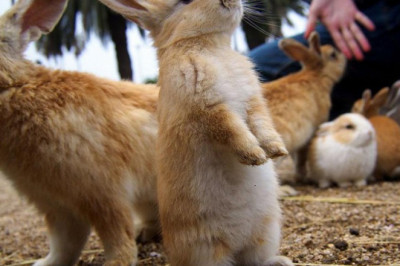 Рай кроликов 