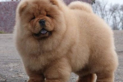 Интересные факты о чау-чау