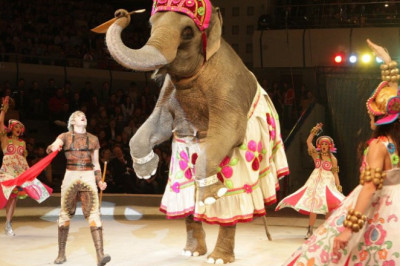 Любопытные факты о цирке