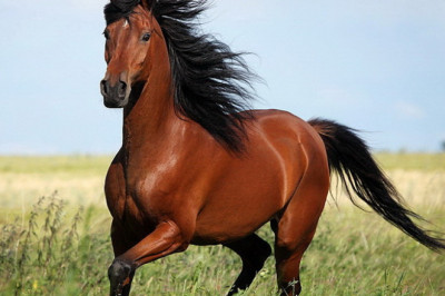 Интересные факты о лошадях