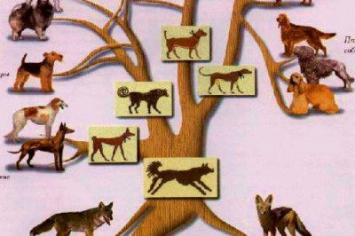 Есть ли у собак генеалогическое дерево?