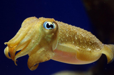 Кто такая каракатица?