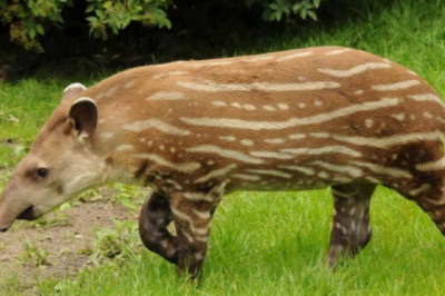 Тапиры – редкие животные