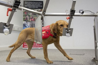 Собаки против онкологических заболеваний