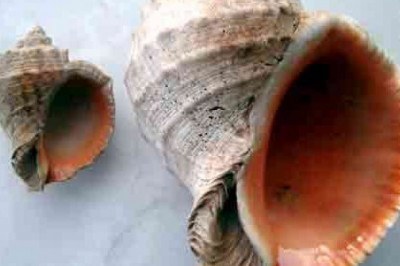 Кто такие рапаны?