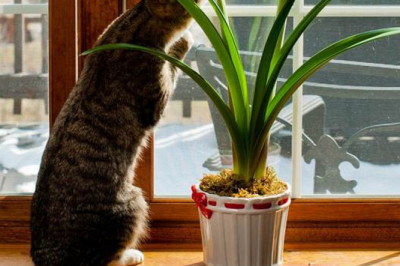 Опасные цветы в доме, от которых стоит избавиться