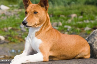 Кто такие бесенджи?