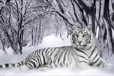Удивительные факты о белых  тиграх