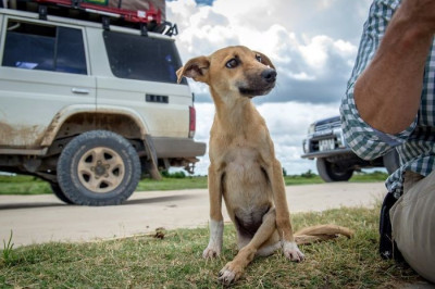 Необыкновенная история о собаке с поразительной силой духа