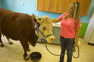 Корова по кличке Молочный Коктейль, которая явно ощущает себя собакой