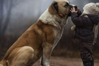 На что надо обратить внимание перед тем,  как брать собаку из приюта?