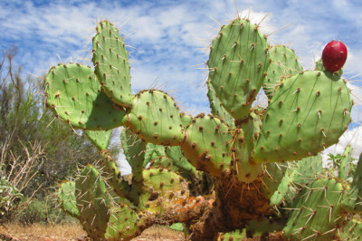 4 заблуждения о том, что может убить человека