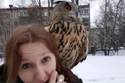 Любопытные факты о совах