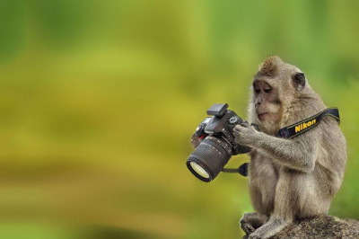 Правда в  мире животных