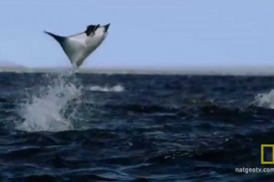 Скаты- это поистине морские птицы, которые умеют по-своему летать...