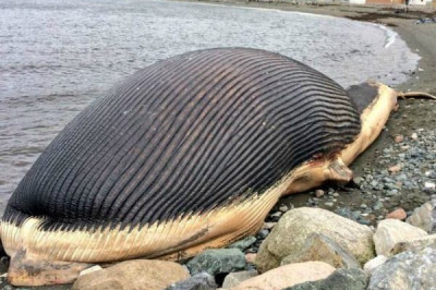 Правда ли, что киты могут взрываться?!