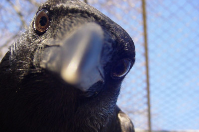 Удивительные факты о воронах