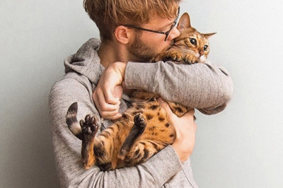 Как кот может доказывать свою любовь к своему хозяину?