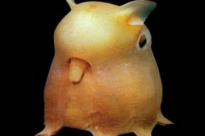 Гримпотевтис-это  кто такой?