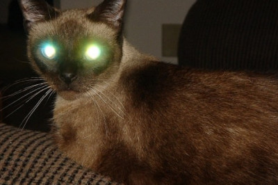 Почему у животных светятся глаза в темноте?