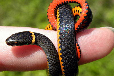 Есть ли у змей скелет?