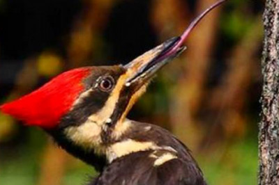 Язык без костей 