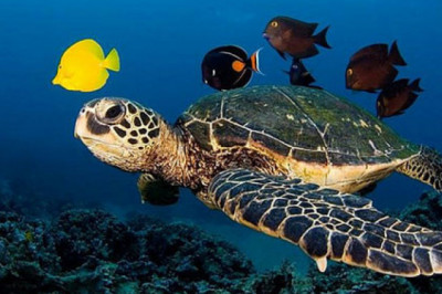 Какими бывают черепахи?