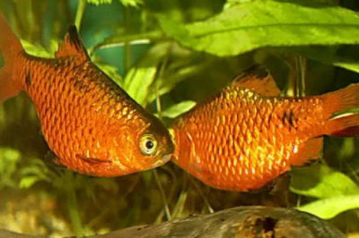 Как рыбы продолжают потомство, сросшись телами?!