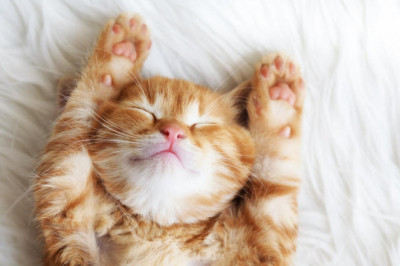 Правда ли, что хорошие сны можно вызвать искусственным образом?