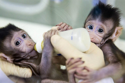 Научные свершения: впервые клонировали приматов