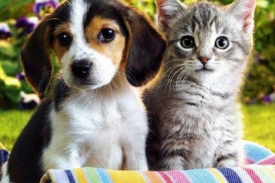 Лечение недугов домашними питомцами