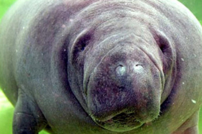 Кто такие морские коровы?