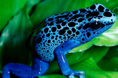 Лягушки в качестве домашних питомцев