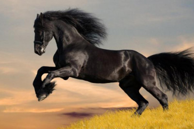 Какую лошадь называют мустангом?