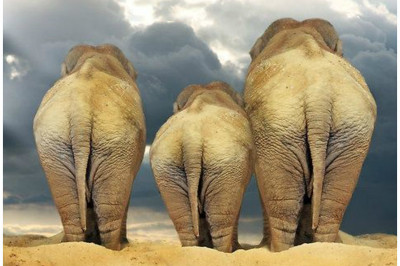 Популярные заблуждения о слонах