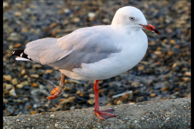 Почему некоторым птицам нравится стоять на одной ноге?