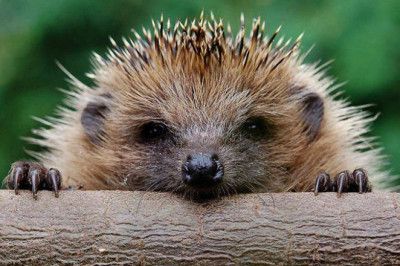 Вся правда о ежах