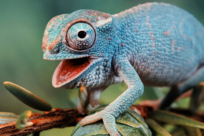 На самом ли деле хамелеоны меняют свой цвет под окружающий фон?