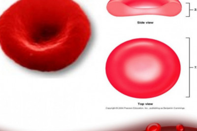 9 любопытных фактов об эритроцитах