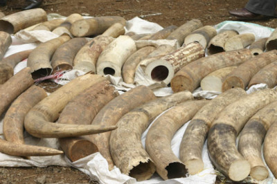 Почему имеется такой спрос на слоновую кость?