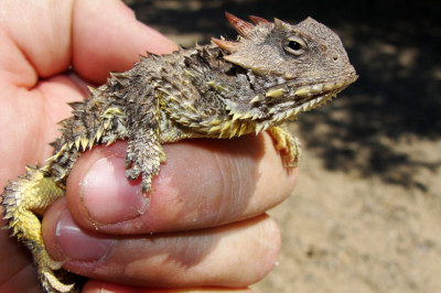 Ящерица, которая стреляет кровью из глаз...