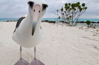 Кто может спокойно пить соленую воду?