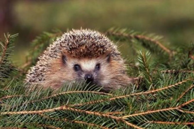 Защита ежа, которую сложно, но можно обойти