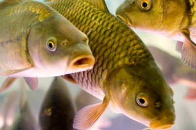 2 распространенных заблуждения о рыбах