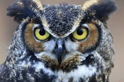 Необычные факты о совах