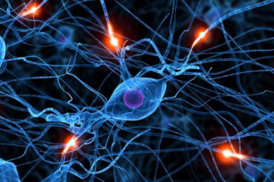 Как в нервной системе борются 2 противоположные ее составляющие?