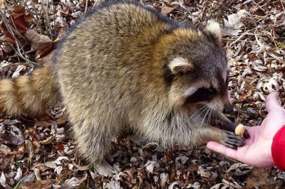 3 вида животных, которых не стоит считать беззащитными милашками