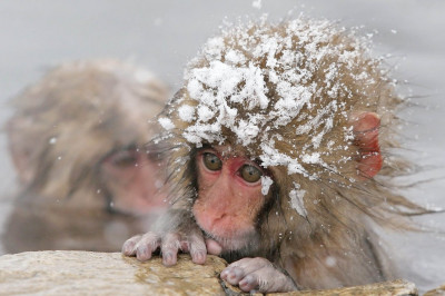 Какая часть тела теряет максимум тепла?